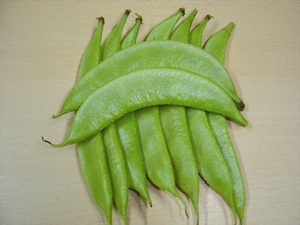 LABLAB BEAN NS 613