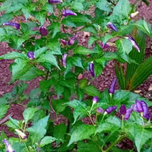 White To Violet Chilli Seeds