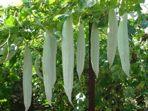 snake-gourd
