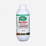 basillus