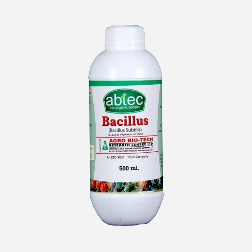 basillus basillus
