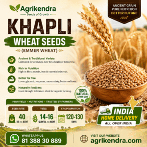 Khapli Wheat Seeds (Emmer Wheat Seeds)