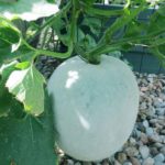 Ash Gourd Seeds Hybrid