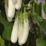 Brinjal
