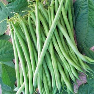 bush beans