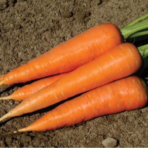 carrot