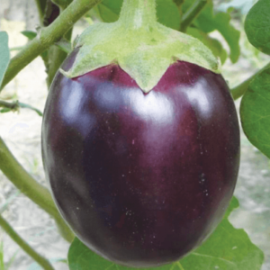 Brinjal kiran round