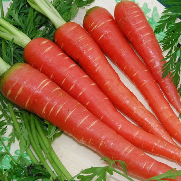 Carrot Desi Red