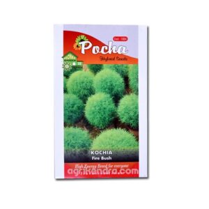kochia