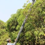 mango picker usage