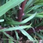 red-napier-grass-stems