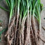 Indonesian Smart Napier Grass