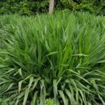 Indonesian bahubali Smart Napier Grass