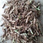Indonesian dwarf Smart Napier Grass