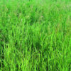 Stylo Hamata Grass Seeds