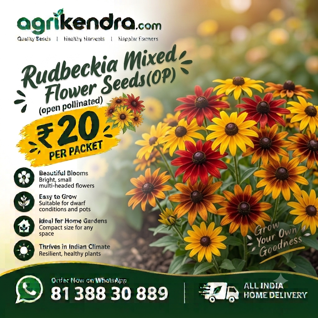 Rudbeckia Mix Flower Seeds (OP) Rudbeckia Mix Flower Seeds (OP)