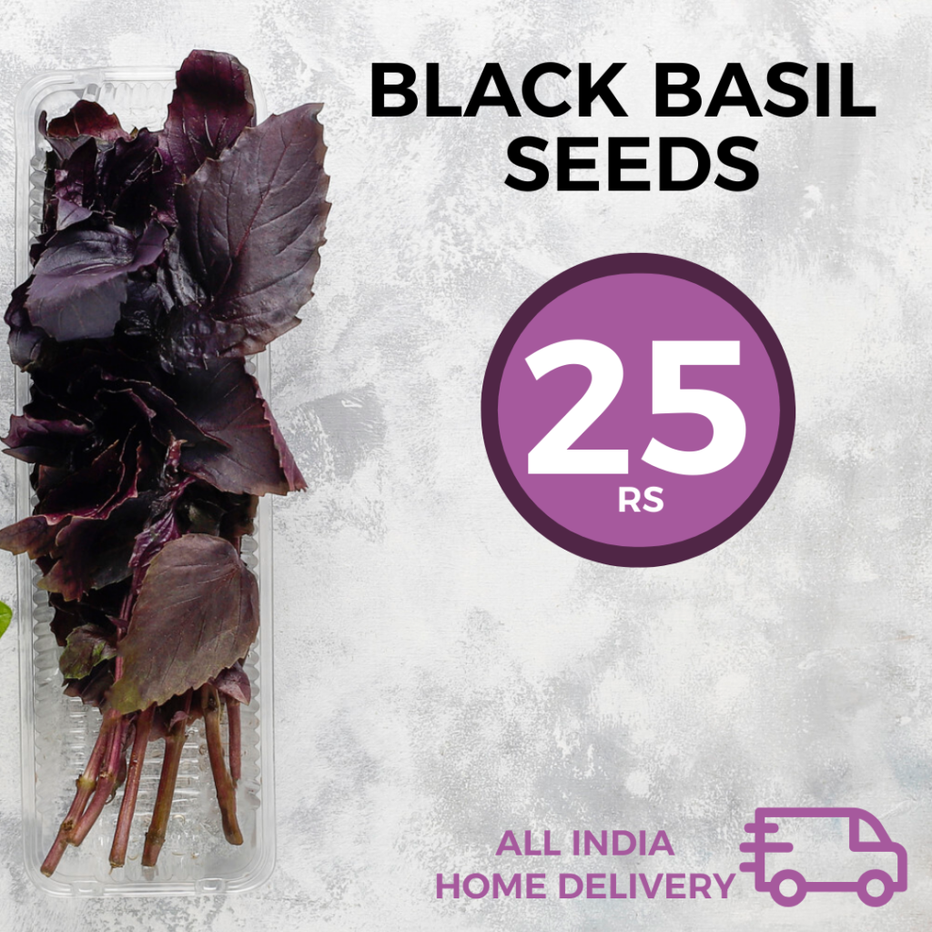 Genovese Basil Seeds Online Buy Herb Seeds India