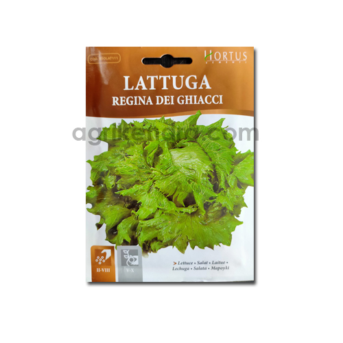 lettuce-regina