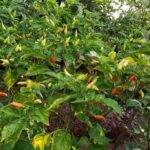 White Upright Chilli Seeds 1