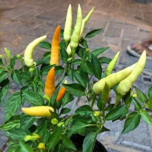 White Upright Chilli Seeds