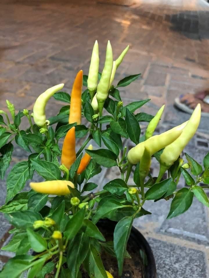 White Upright Chilli Seeds White Upright Chilli Seeds