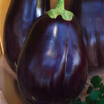 brinjal4