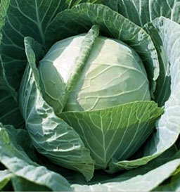cabbagereal cabbagereal