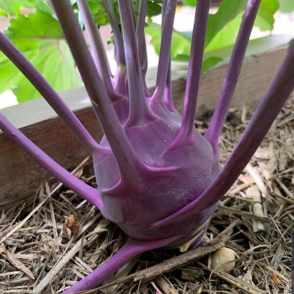 knol purple