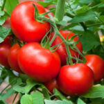 tomato Tomato PS- AQUA (F1 Hybrid) - Pandit Seeds