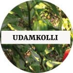 UDAMKOLLI