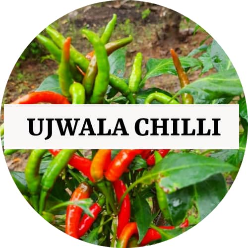 UJWALA UJWALA