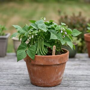 bush beans seeds