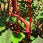 red okra