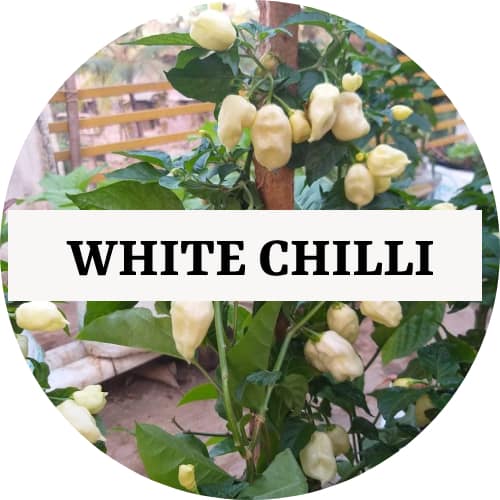 white chilli