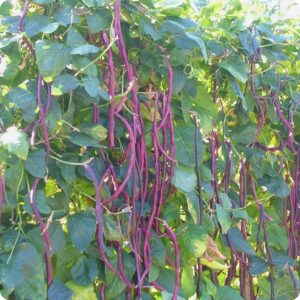 Yard_Long_Red_Noodle_Bean