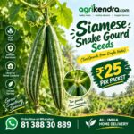 siamese snake gourd