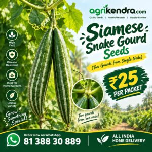siamese snake gourd siamese snake gourd
