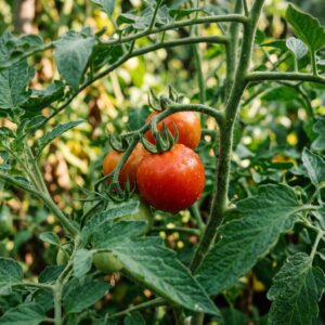 Tomato_in_plant_close_up_202605171521