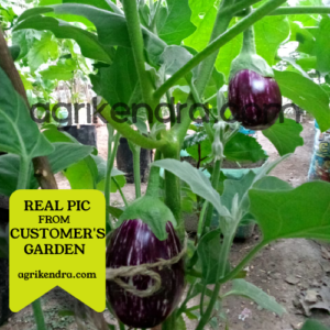 brinjal purple round seeds brinjal purple round seeds