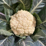 cauliflower