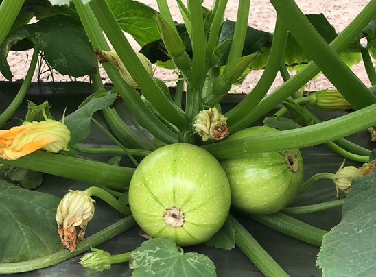 Squash Round Seeds F1 Hybrid Squash Round Seeds F1 Hybrid