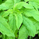 amaranthus-green