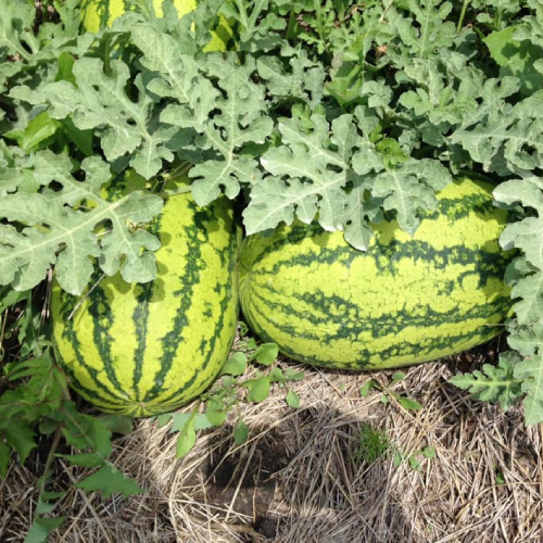 Hybrid Watermelon Seeds Online Watermelon Seeds Online India