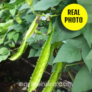 winged beans square bean
