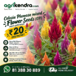 Celosia Plumosa Flower Seeds (OP)