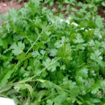 coriander seeds