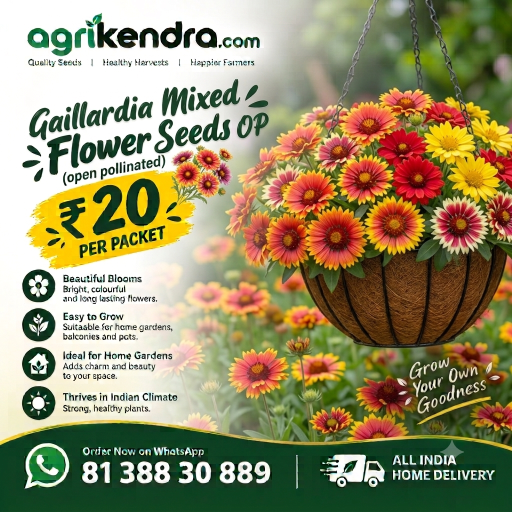 Gaillardia Mixed Flower Seeds (OP) Gaillardia Mixed Flower Seeds (OP)