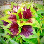 Rainbow Amaranthus Seeds