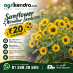 Sunflower Miniature Flower Seeds (OP)