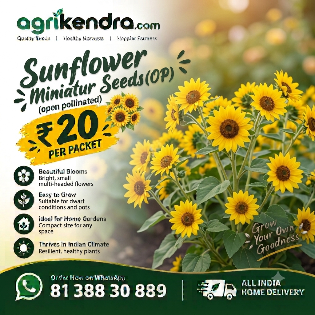 Sunflower Miniature Flower Seeds (OP) Sunflower Miniature Flower Seeds (OP)